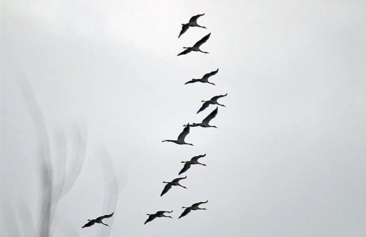 Птицы в небе чб