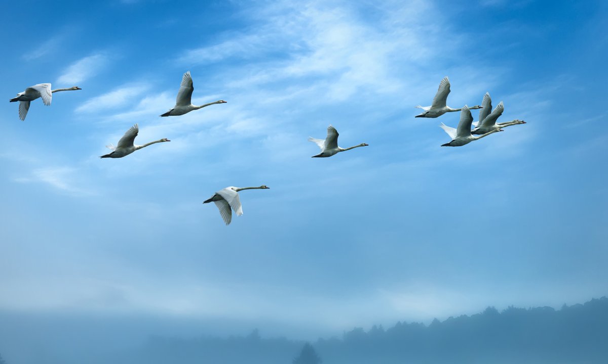 Журавли летят над полем с голубыми цветами