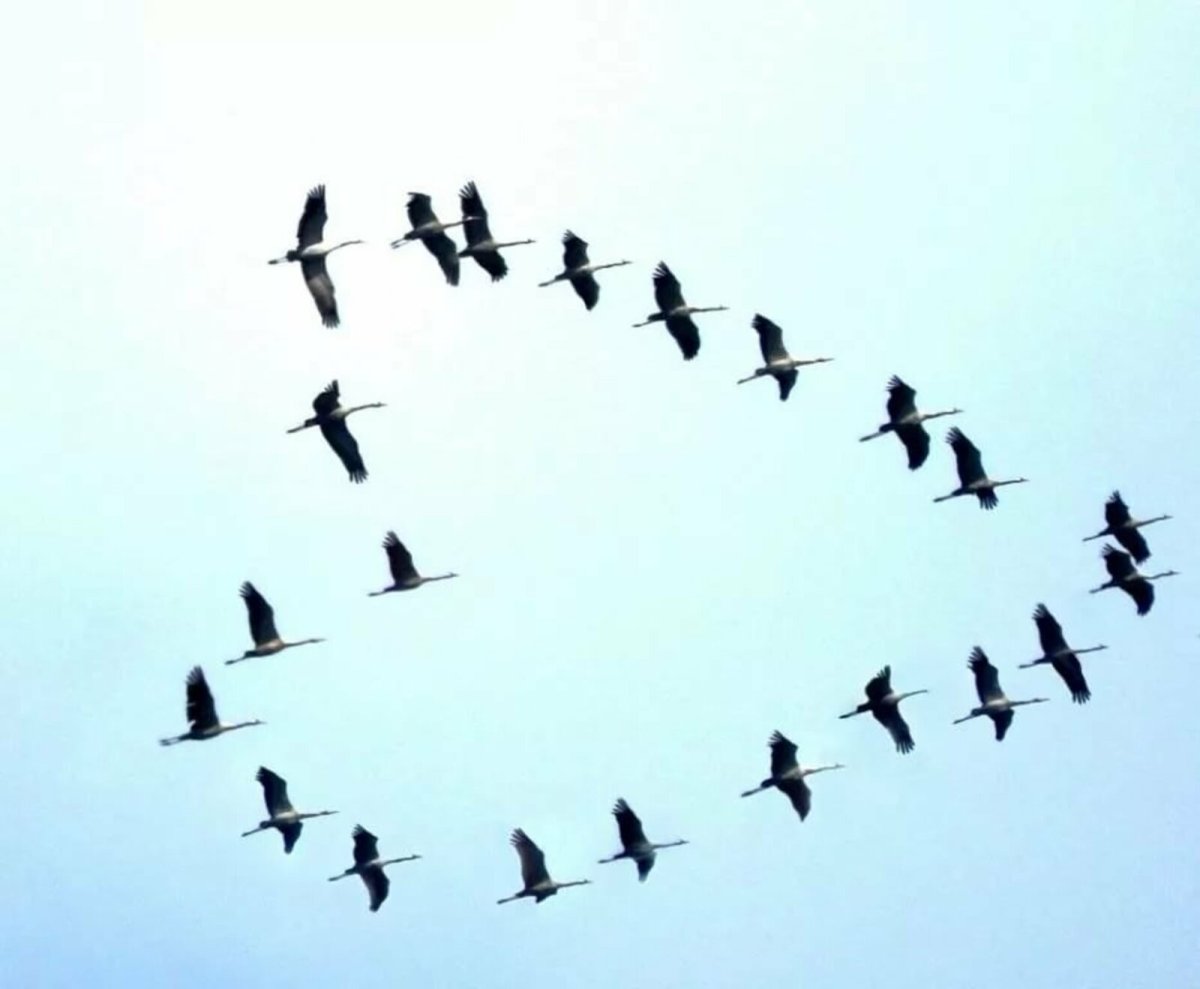Стая журавлей