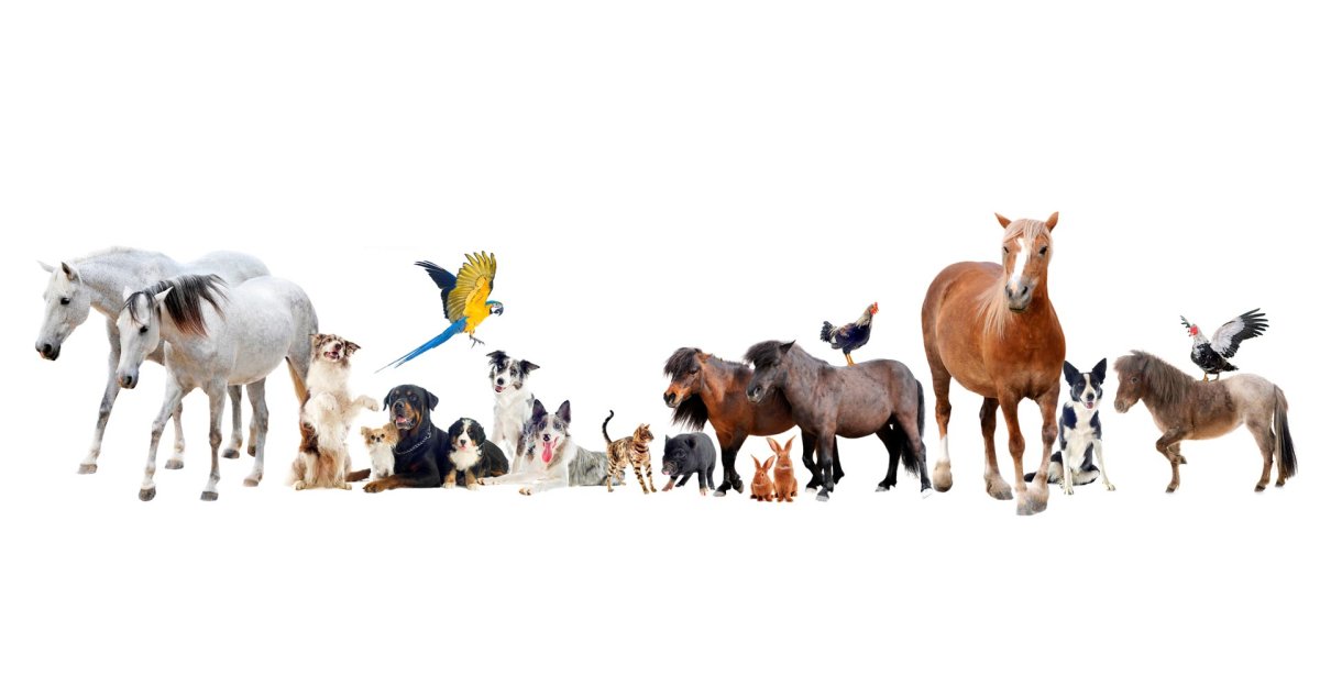 Сельскохозяйственные животные без фона