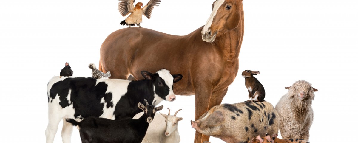 Сельскохозяйственные животные