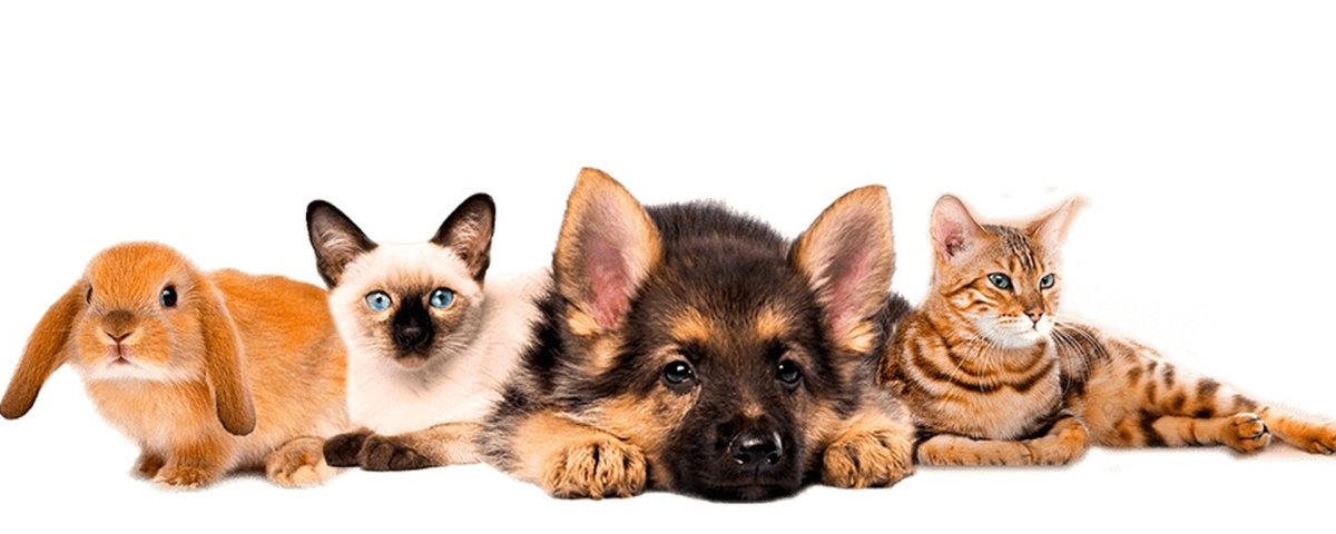 Кошки и собаки