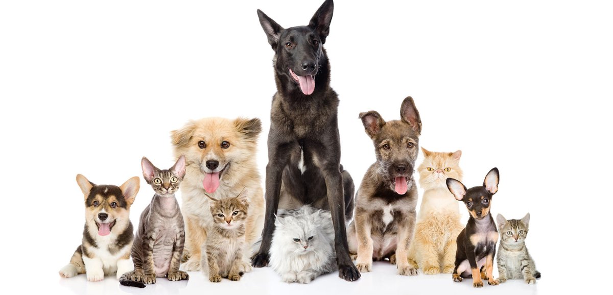 Йошкар порода собак