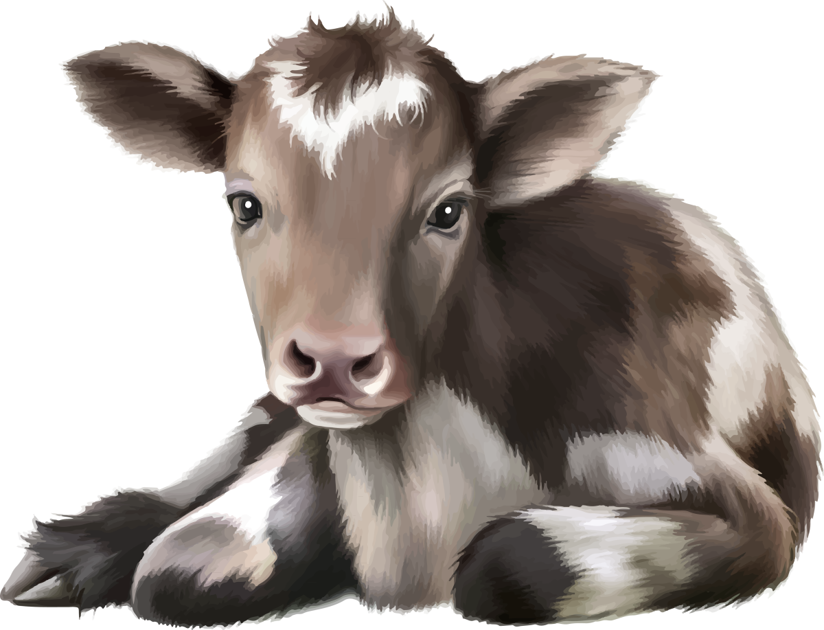 Теленок на прозрачном фоне