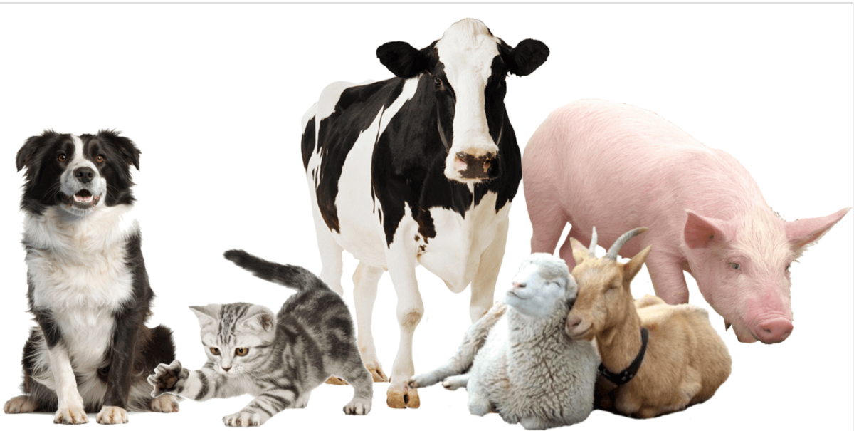 Домашние животные вместе