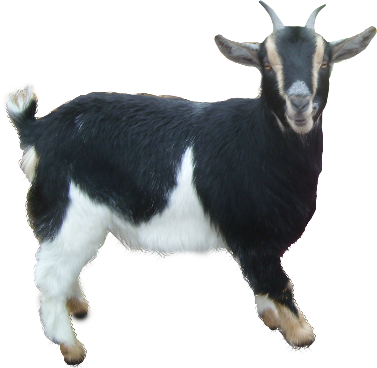 Домашние животные без фона