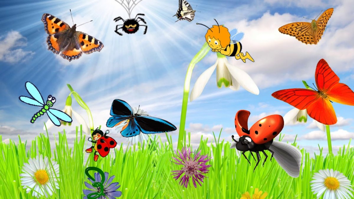 Мир насекомых