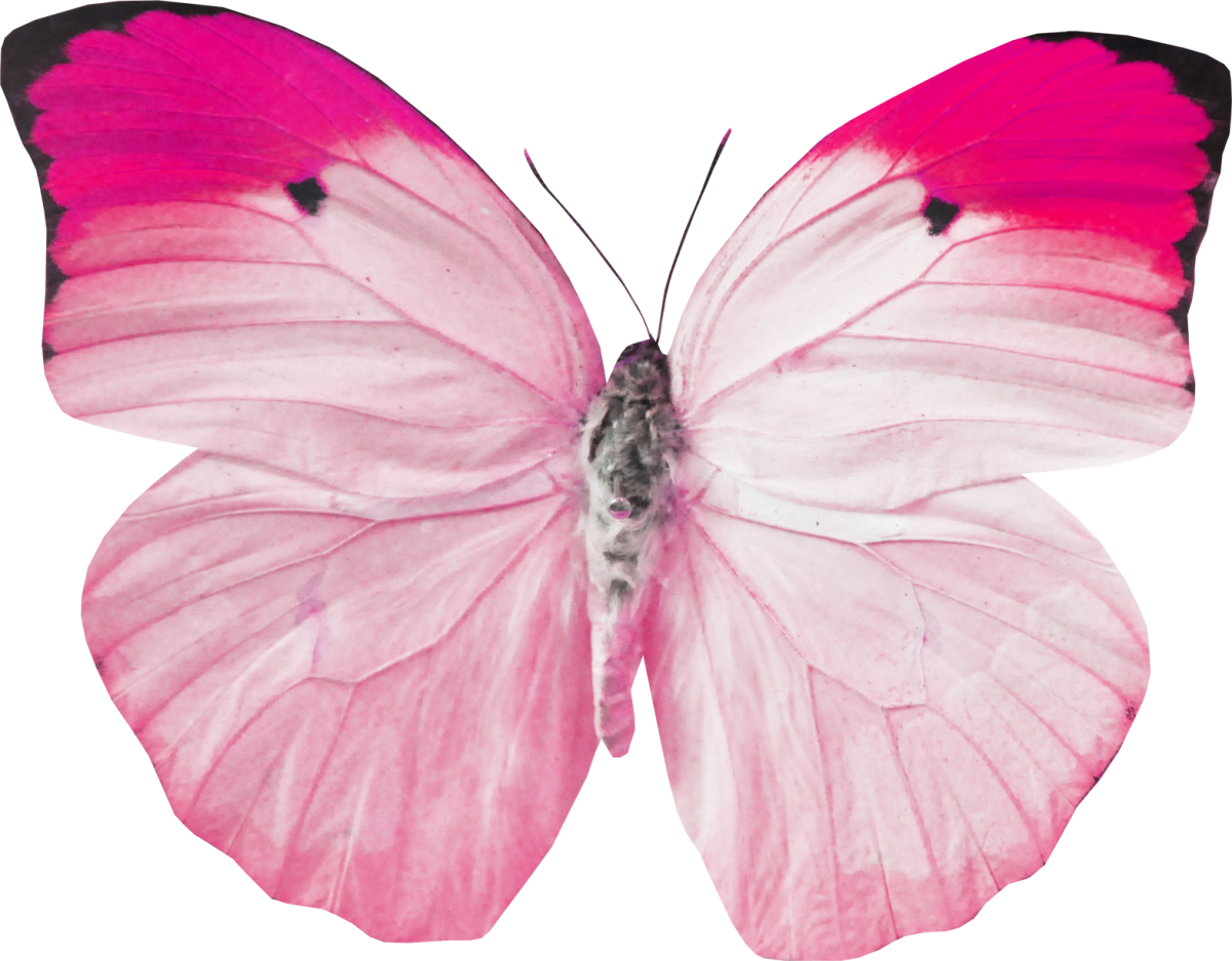 Бабочки розовые картинки на белом фоне