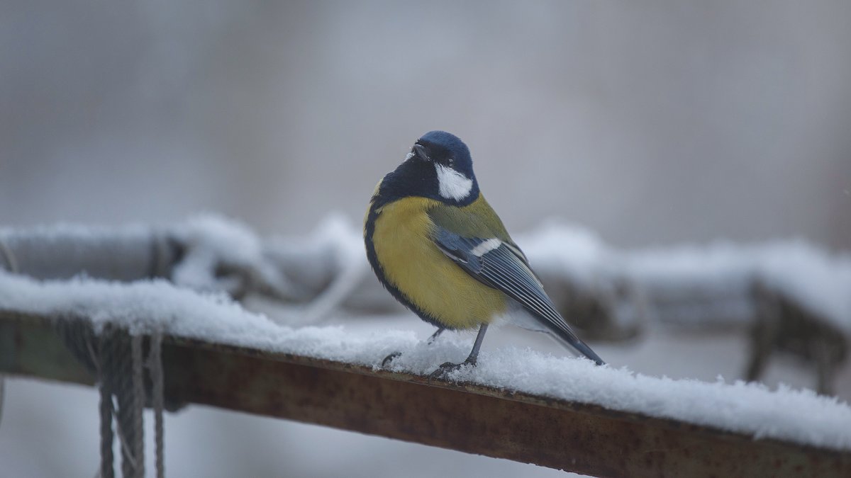 Злая синица