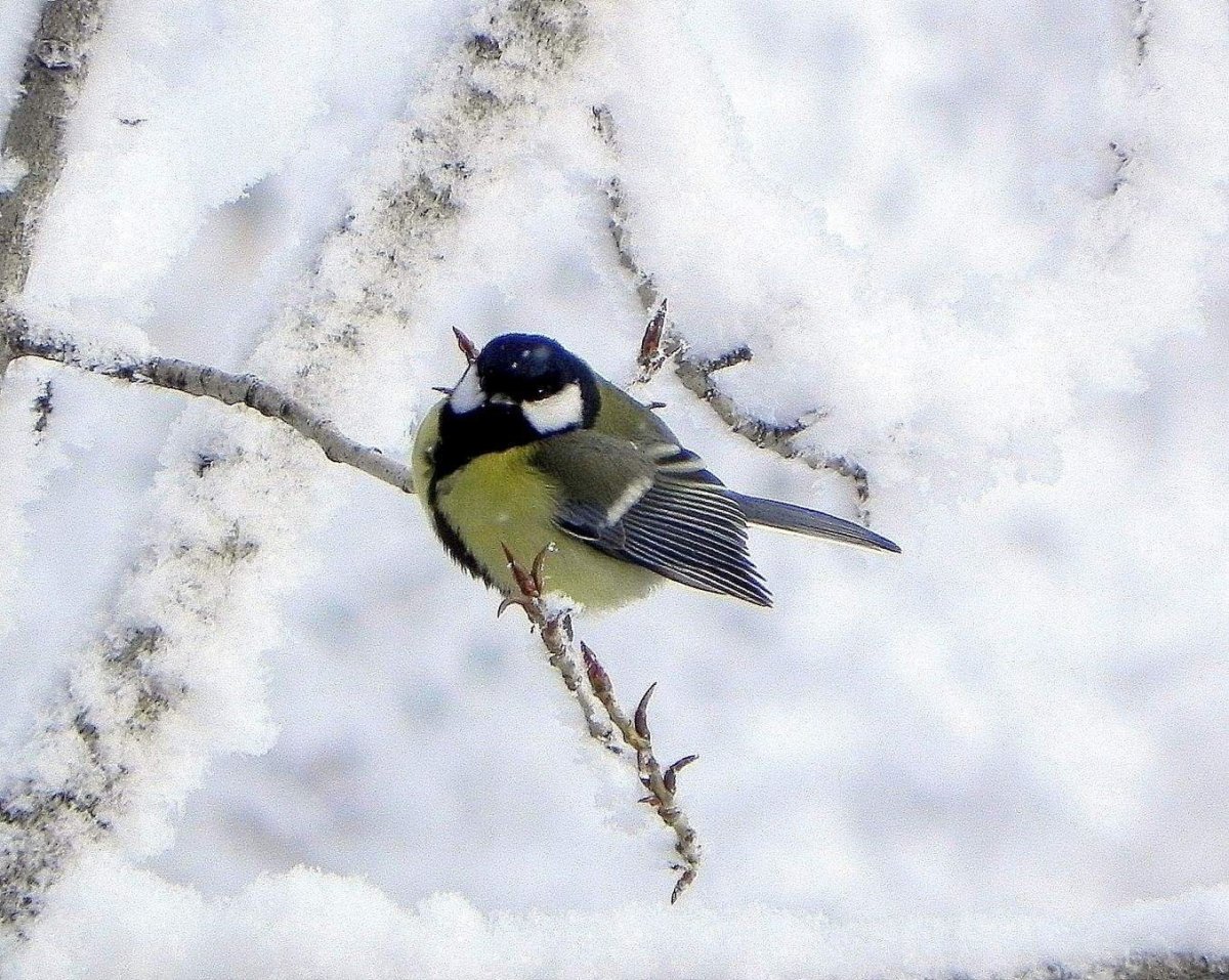 Фото замерзающих синичек