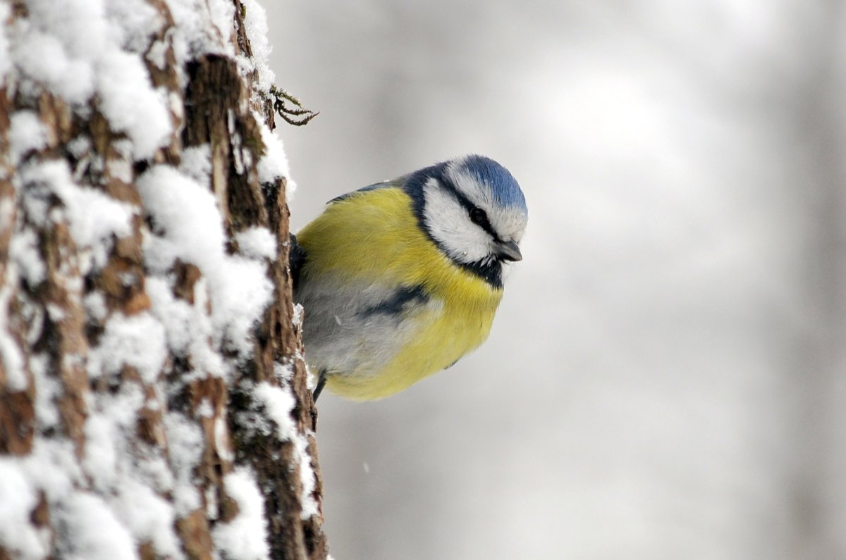 Синица зимой