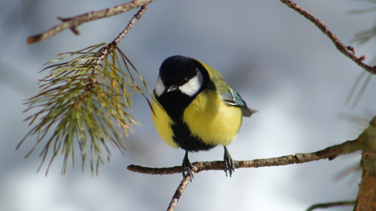 Лесные птицы синица