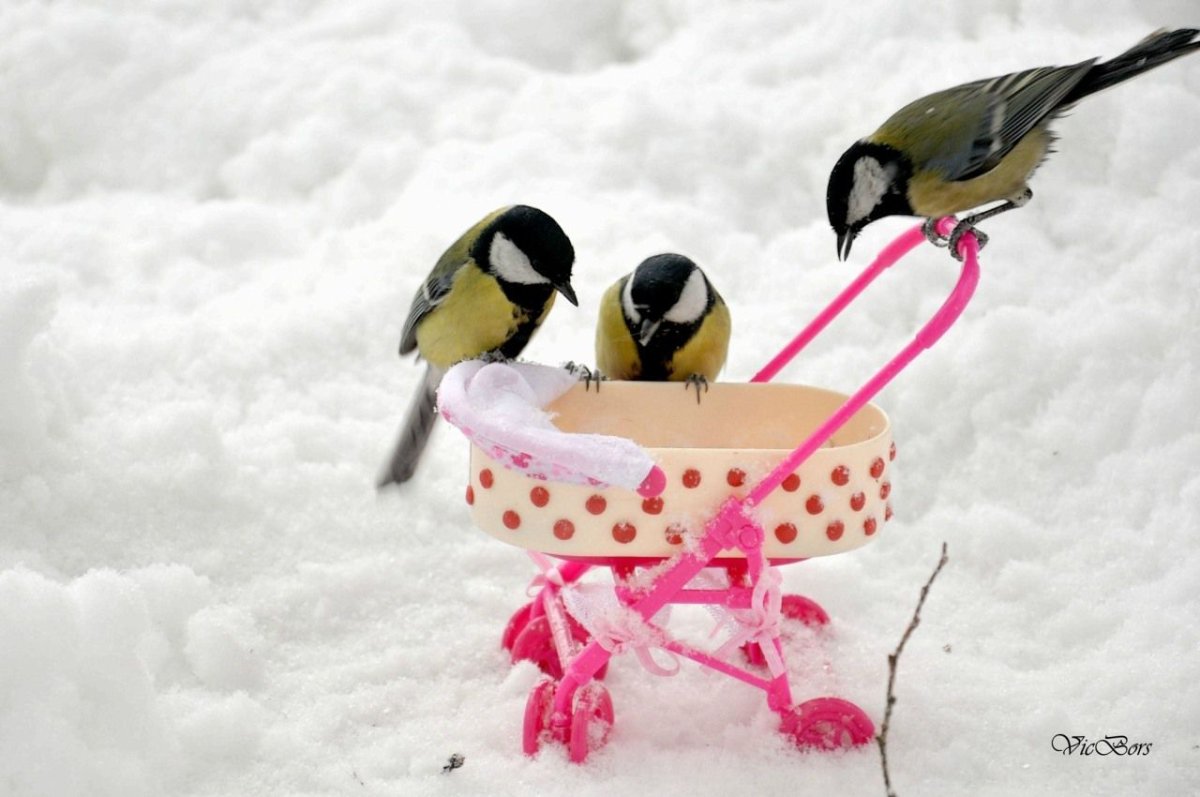 Синички зимой смешные