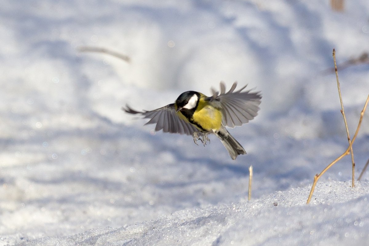 Синица летит