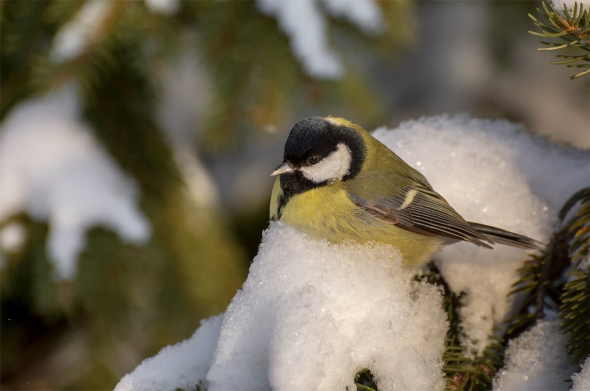 Синица зима