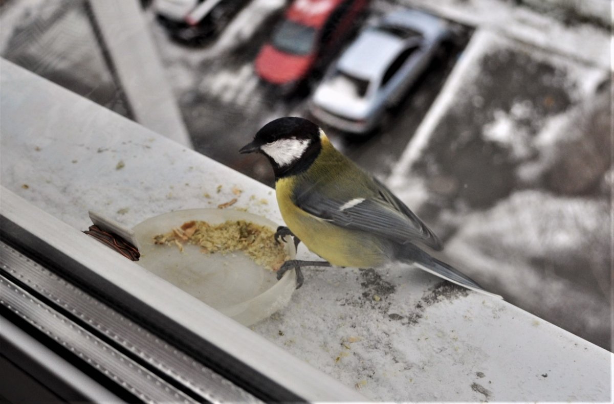 Синичка сидит на дороге