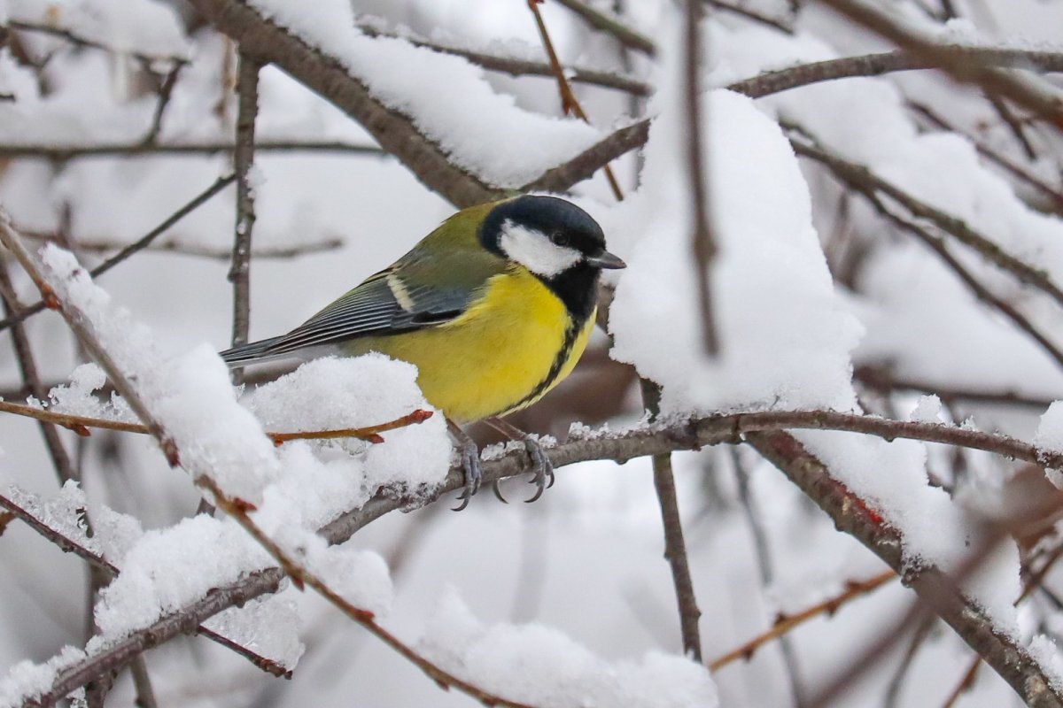 Зимующие птицы большая синица