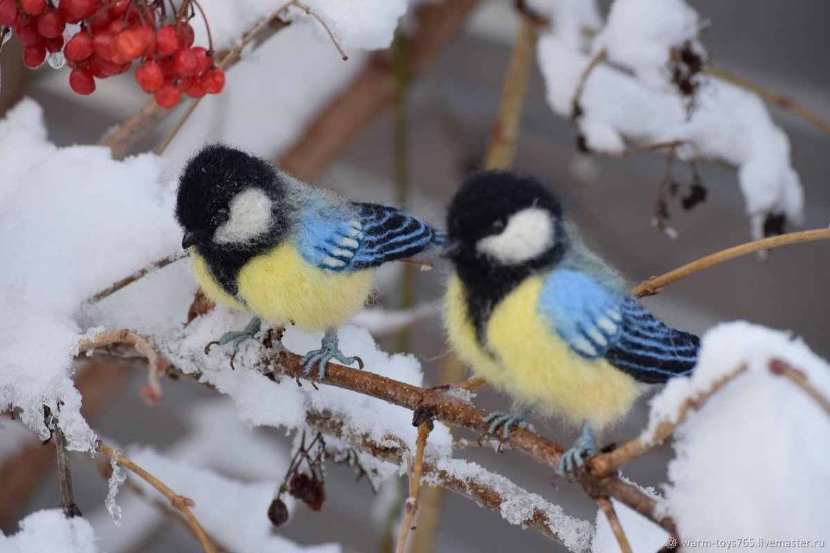 Зимние синицы красная
