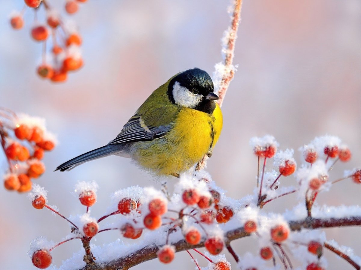 Синичкин день фото