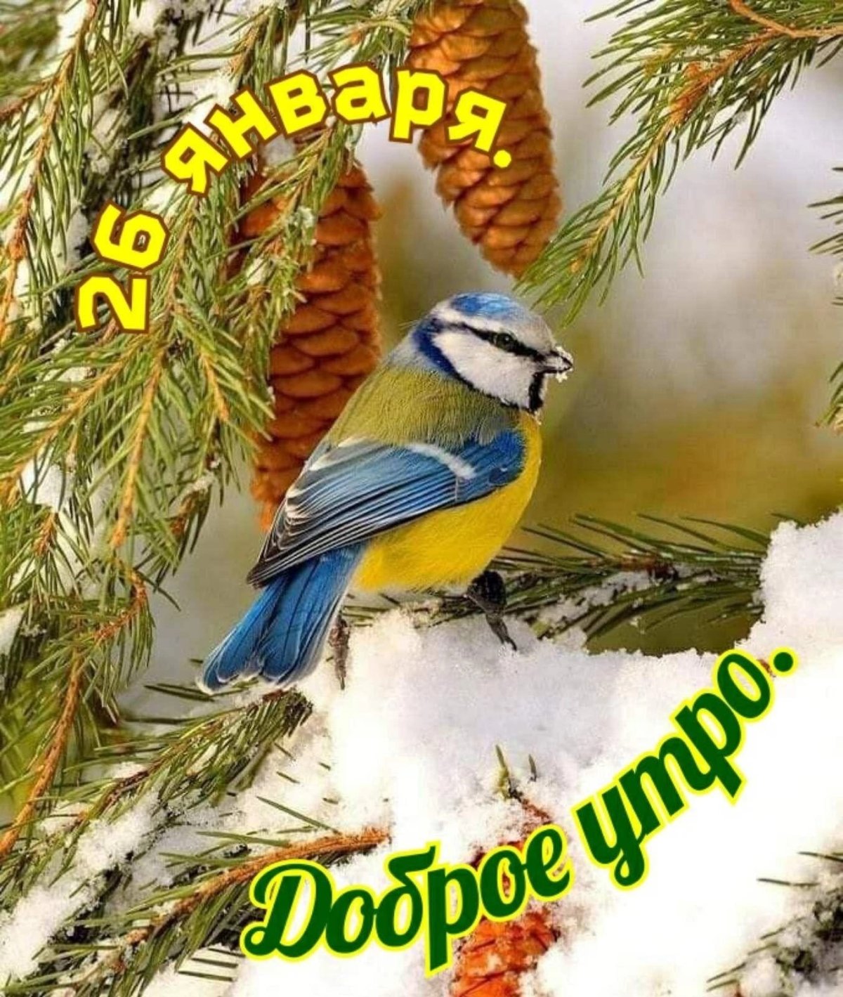 Птицы зимой