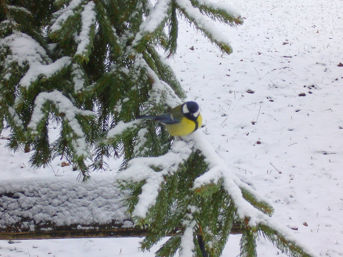 Синички на снегу