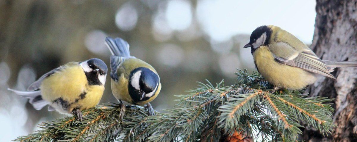 Синички зимой