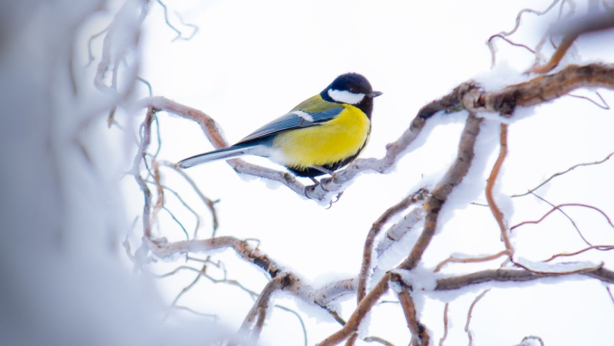 Синичка на ветке