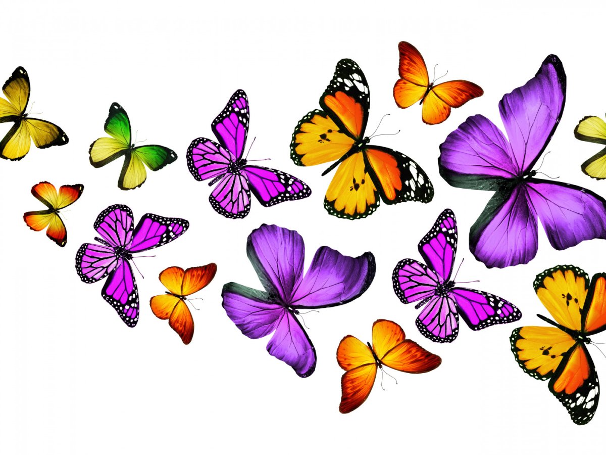 Картинка бабочка на цветке для детей