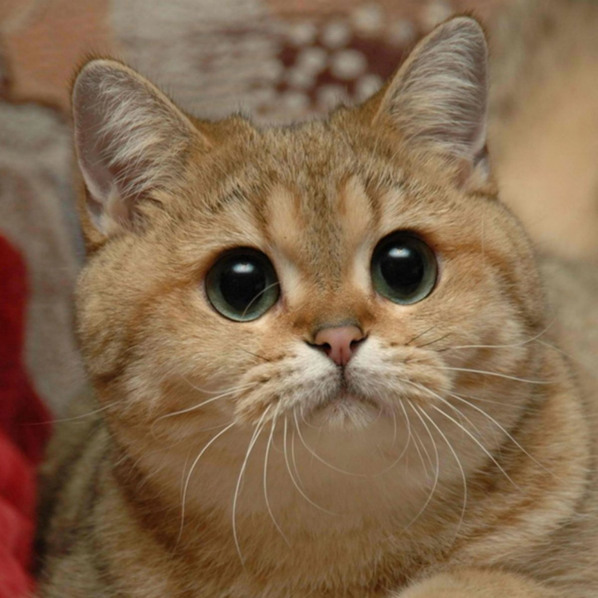 Думал в игрушки играю Пидрила ебаная