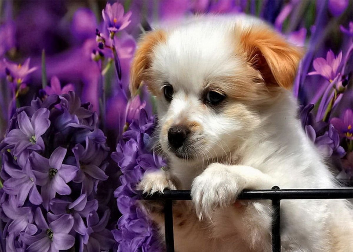 Открытки с животными красивые