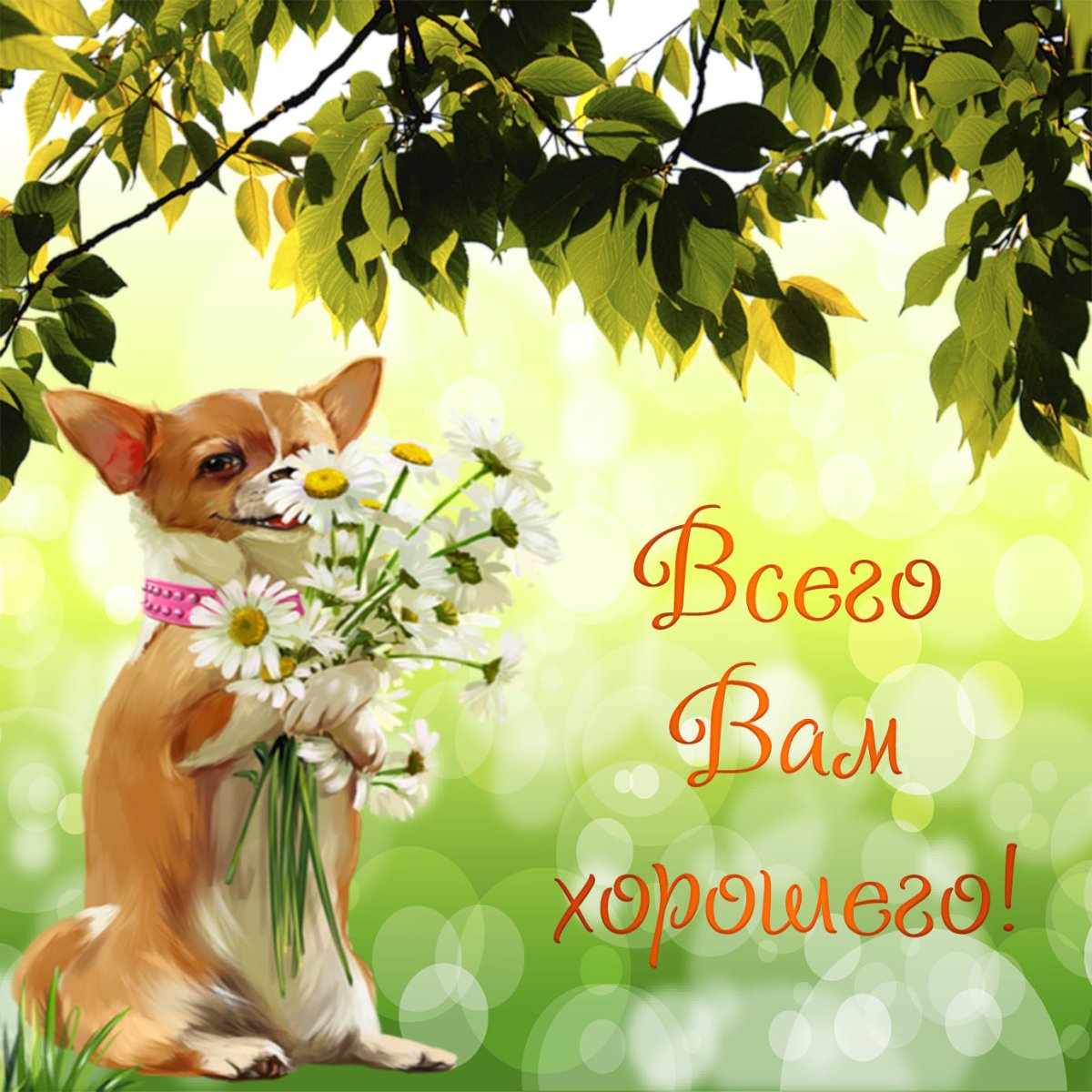 Доброго дня с собачками