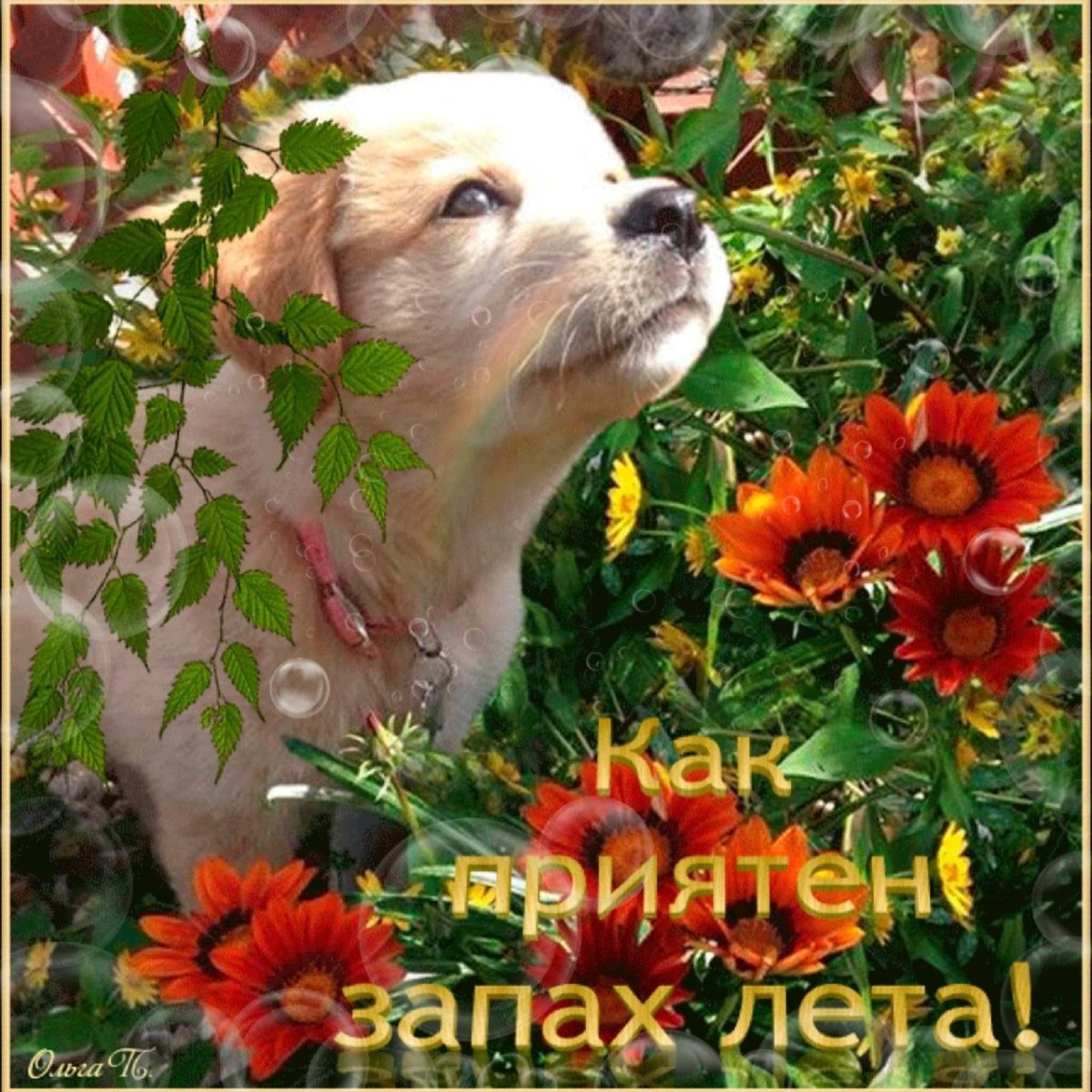 Добрые пожелания с животными