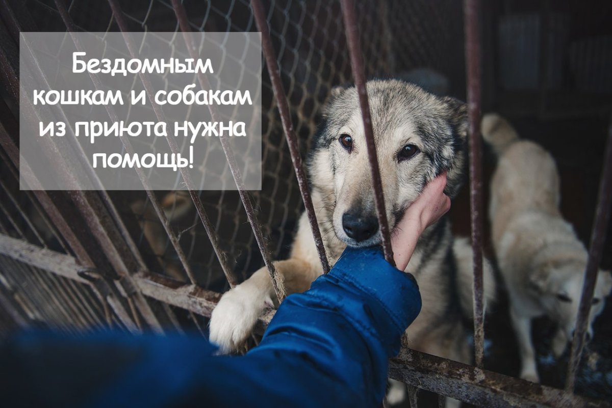 Поддержка бездомных животных