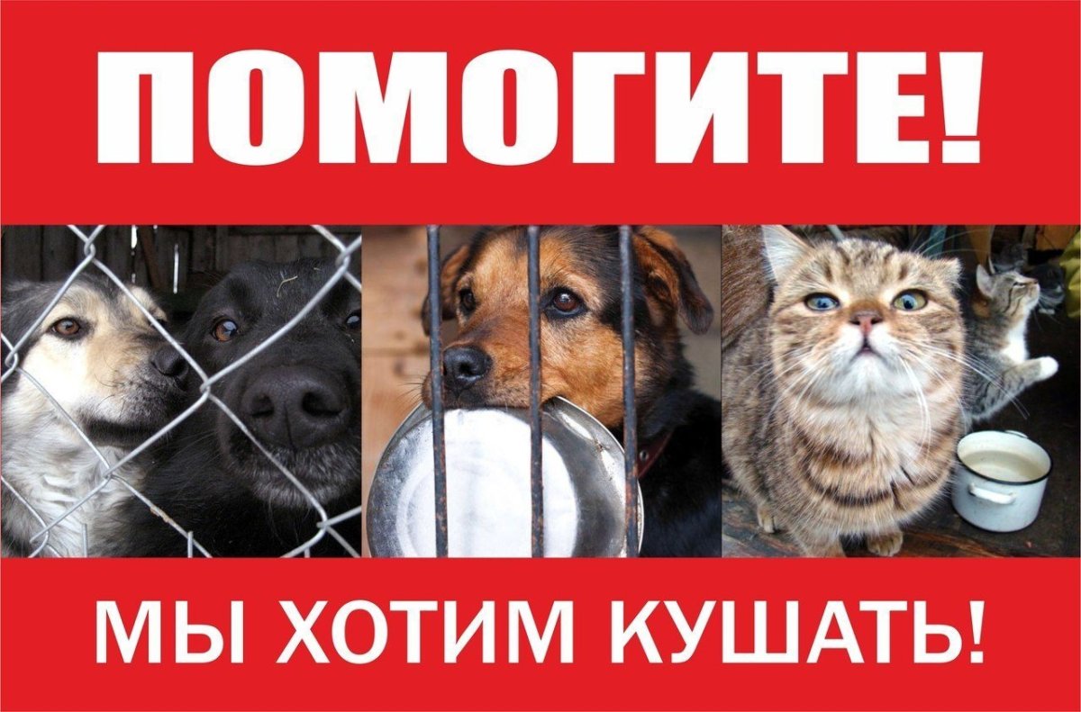 Помоги приюту для животных