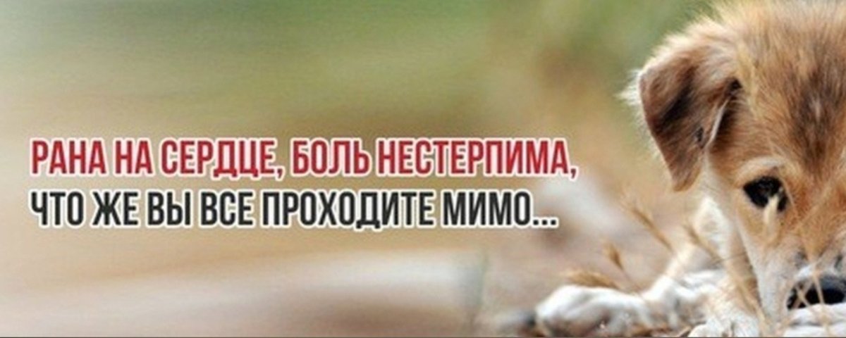 Помощь животным