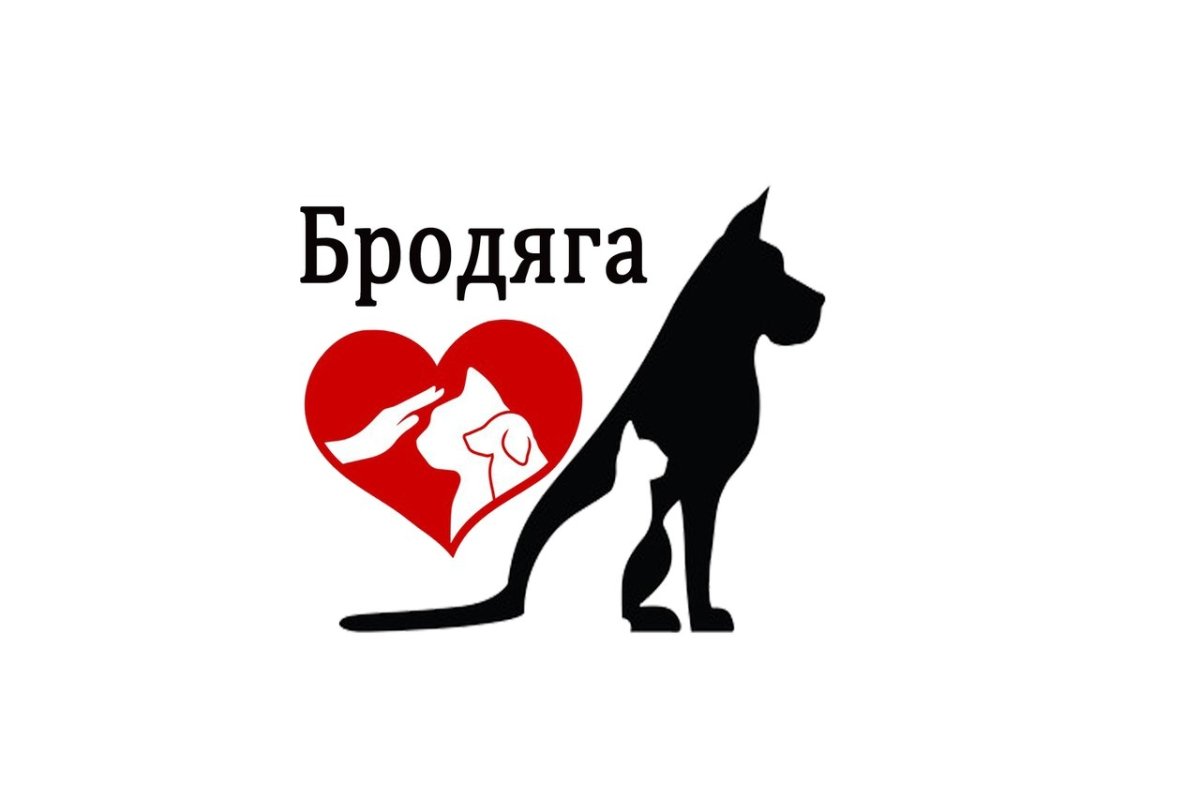 Помощь бездомным животным Севастополь