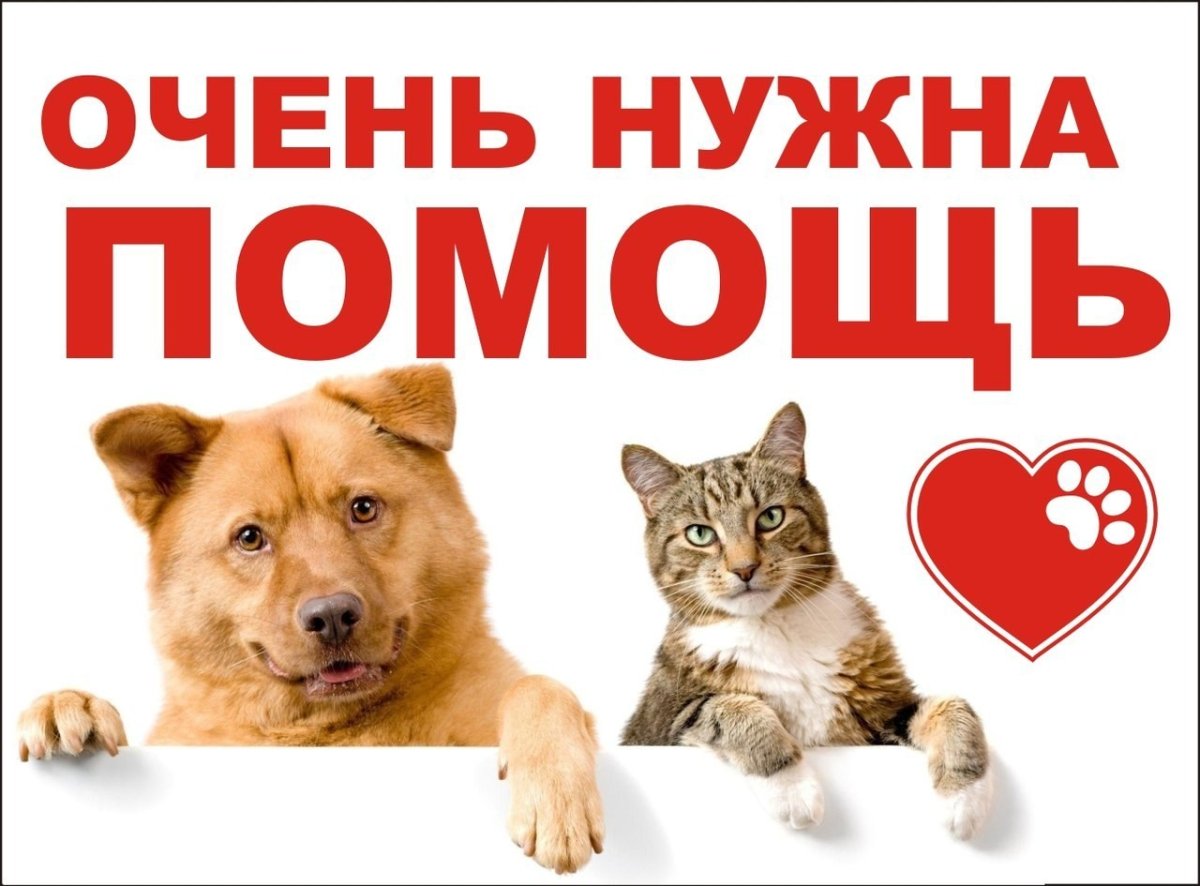 Помоги приюту для животных