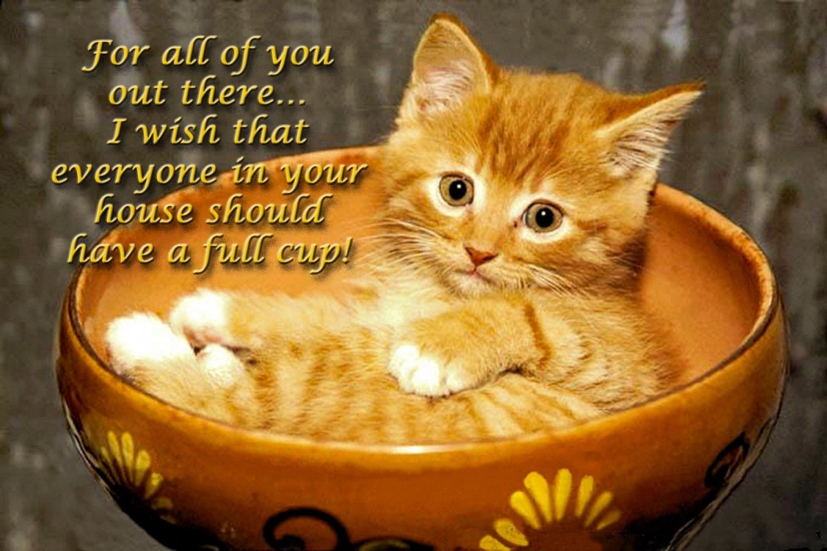 Смешные рыжие котята с надписями