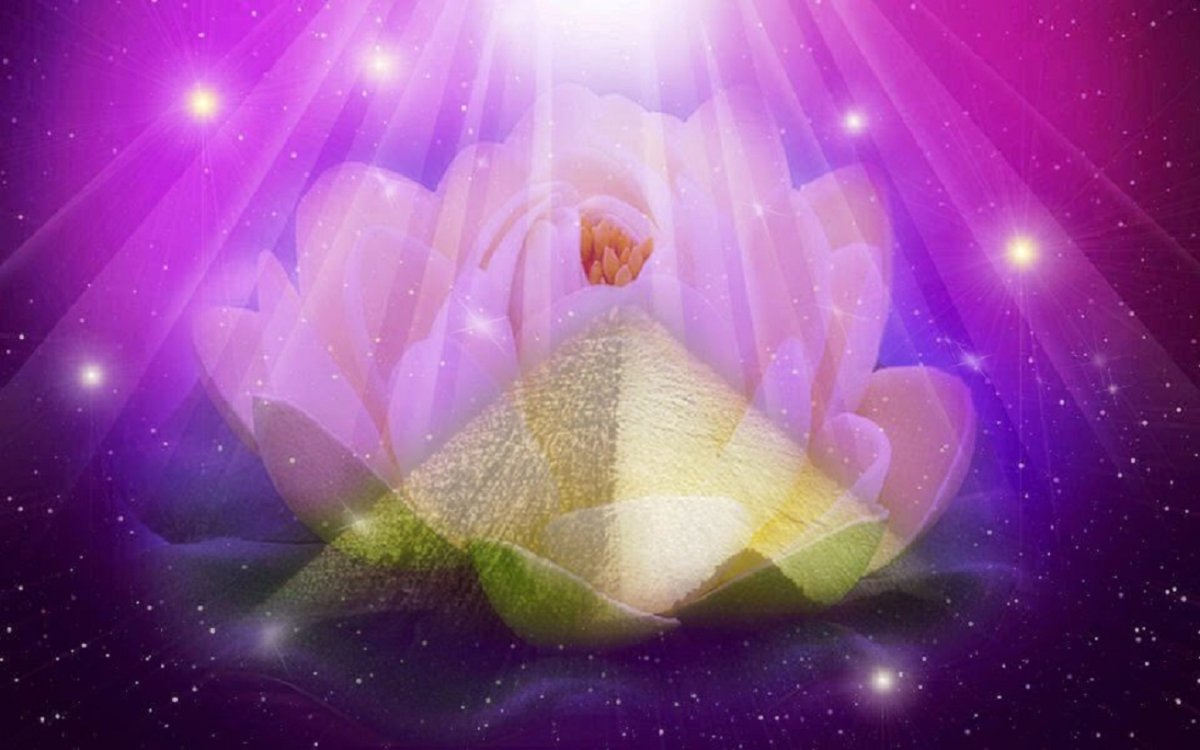 Божественный Лотос